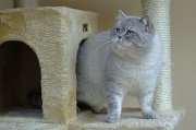 BRITISH SHORTHAIR 013